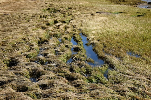 Tidal Marsh with Salt Water Grasses and Tidal Pools