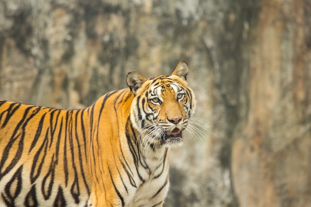 Tiger bengal hunter in the nature.