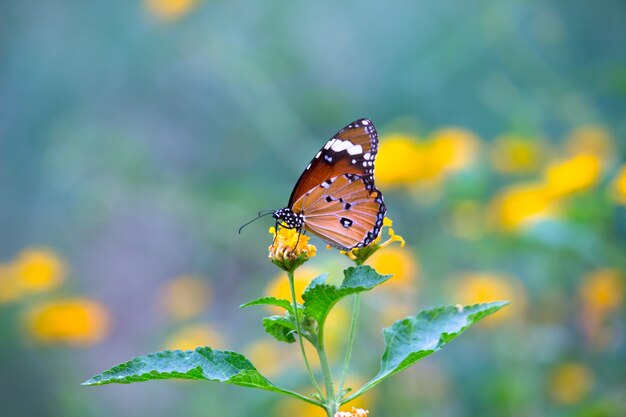 The Tiger butterfly or also known as Danaus chrysippus butterfly resting on the flower plants
