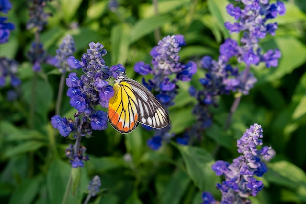 Tiger butterfly on flower background