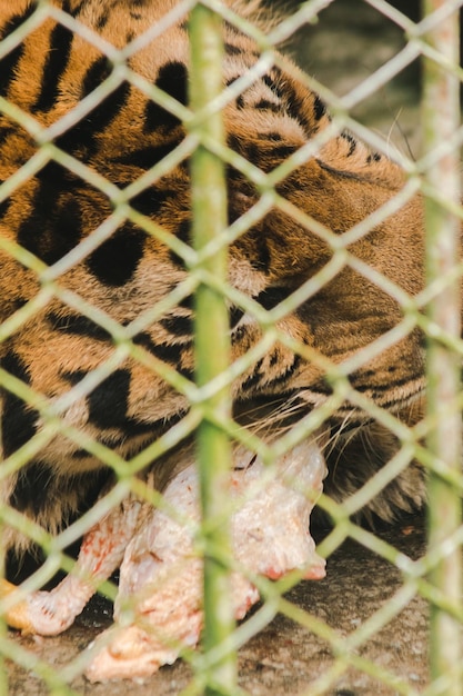 A tiger in a cage eats raw chickenxAxA