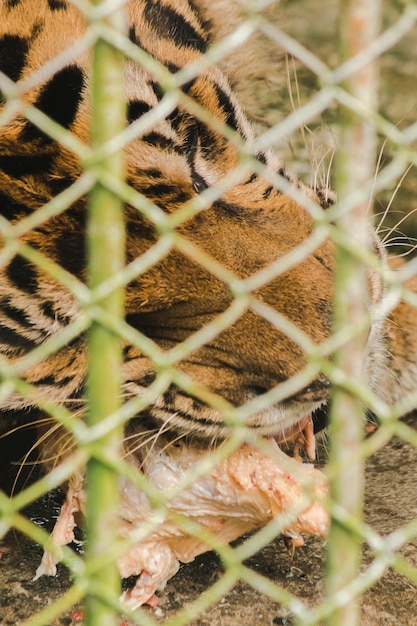 A tiger in a cage eats raw chickenxAxA