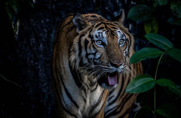 Tiger close up shot Animal Portrait