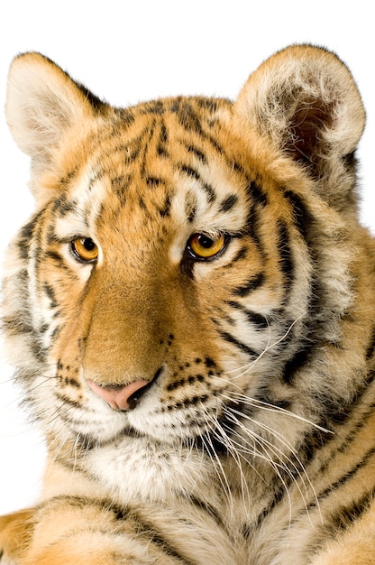 Tiger cub (5 months) in front on a white isolated