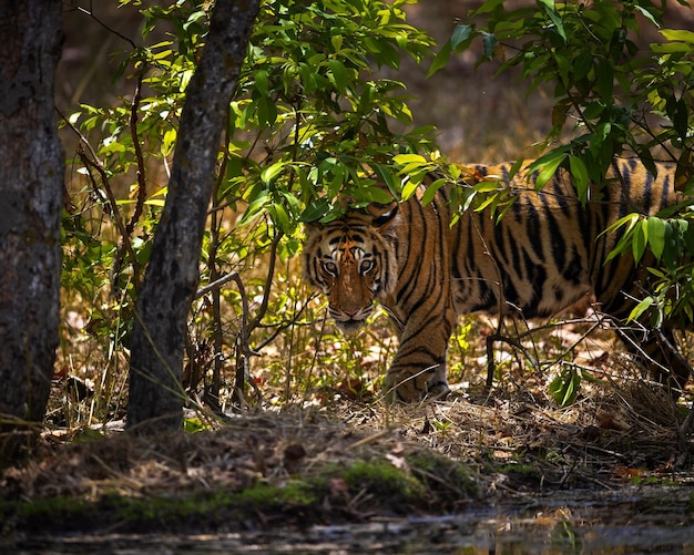 Photo tiger in forest