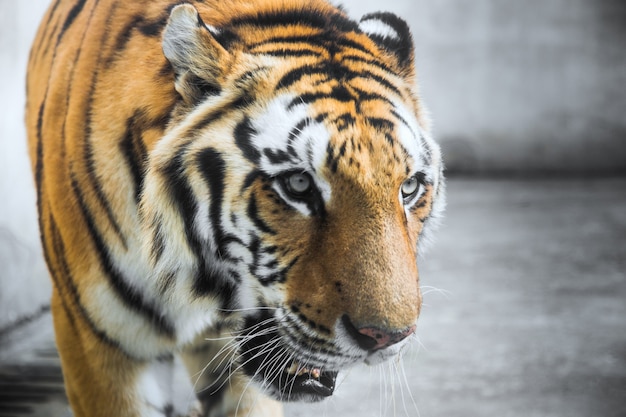 The tiger head in the park