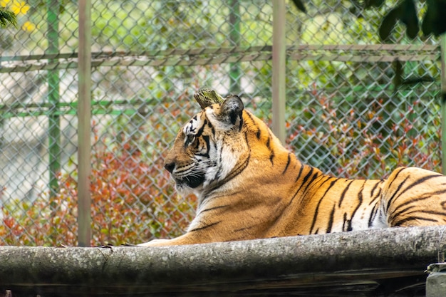 Photo a tiger is sitting on a ledge in front of a fence.