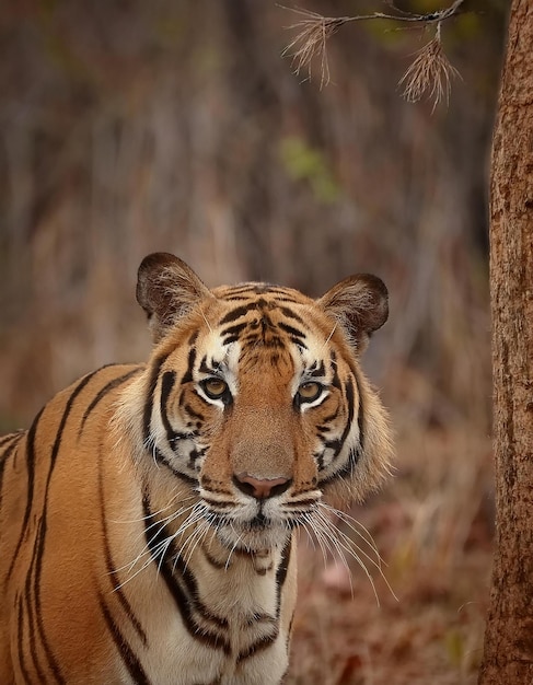 a tiger is standing next to a tree and a sign that says tiger