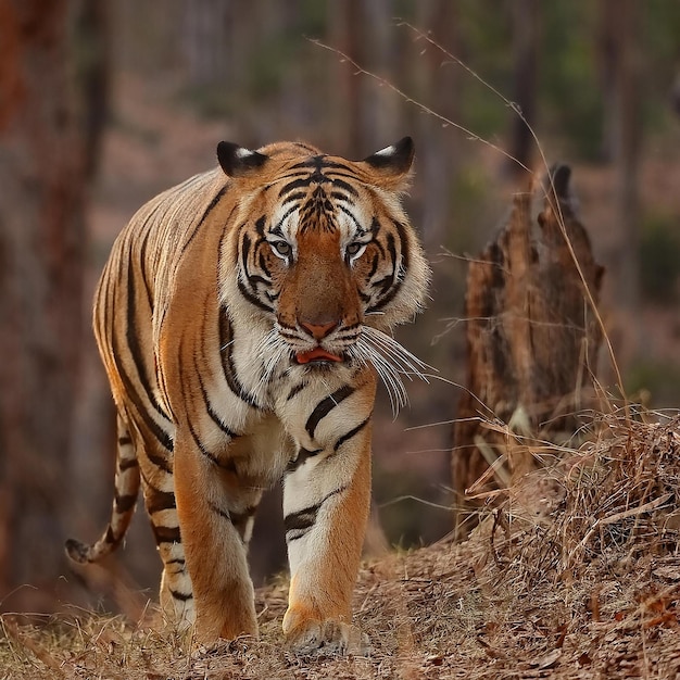 a tiger is walking through the woods with a forest background