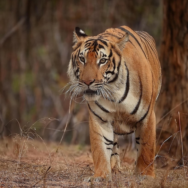 Photo a tiger is walking in the woods with a black and white striped pattern