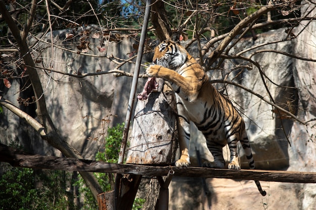 The tiger jumped to eat at the zoo's show.