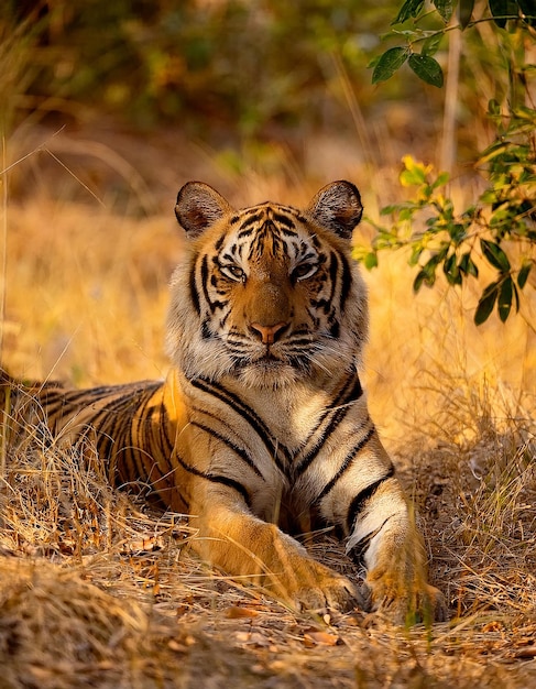 a tiger laying in the grass with a tree in the background