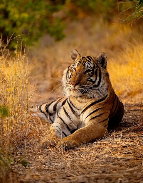 Photo a tiger laying on the ground in the woods