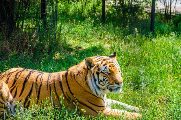 A tiger lies in the green grass on a summer day.