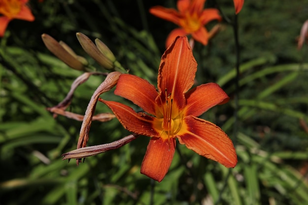 a tiger lilly with a green background