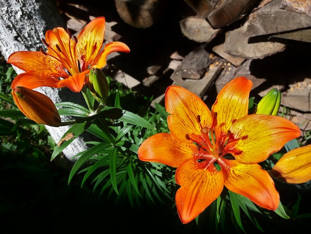 Tiger lily Flower bushes on green stems on a background of firewood