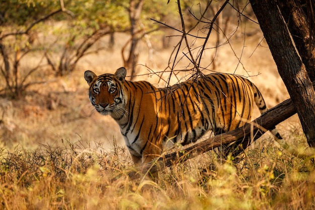 Tiger in the nature habitat Tiger male walking head on composition Wildlife scene with danger animal Hot summer in Rajasthan India Dry trees with beautiful indian tiger Panthera tigris