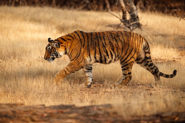 Tiger in the nature habitat Tiger male walking head on composition Wildlife scene with danger animal Hot summer in Rajasthan India Dry trees with beautiful indian tiger Panthera tigris