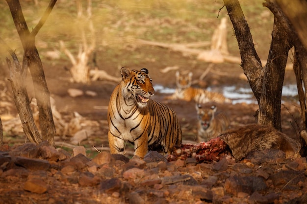 Tiger in the nature habitat Tiger male walking head on composition Wildlife scene with danger animal Hot summer in Rajasthan India Dry trees with beautiful indian tiger Panthera tigris