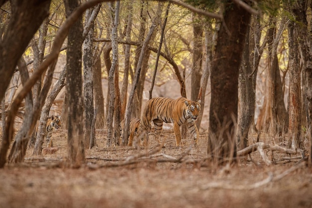 Tiger in the nature habitat Tiger male walking head on composition Wildlife scene with danger animal Hot summer in Rajasthan India Dry trees with beautiful indian tiger Panthera tigris