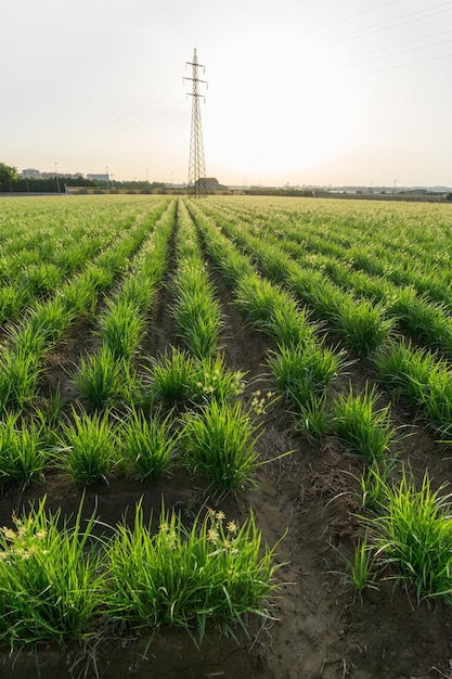 Tiger nut plantation and electric power