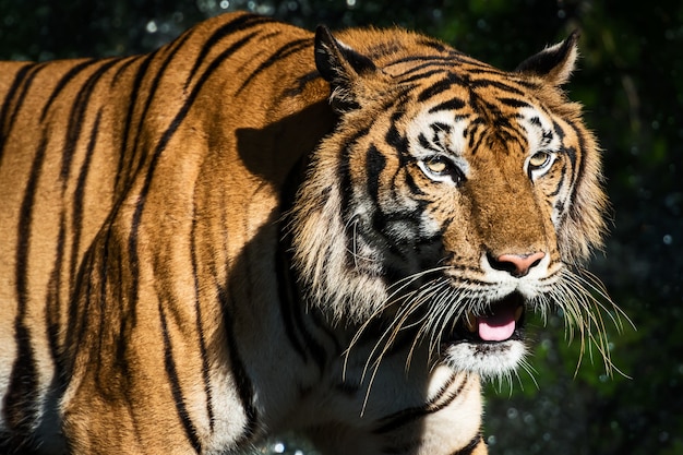 The tiger prowl for food in the forest