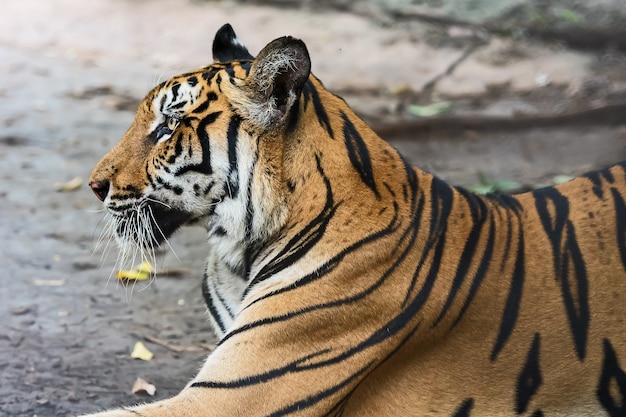 Tiger resting during the day in a zoo enclosure, wild animal in nature.