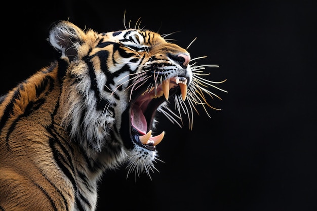 Tiger roaring black background side view closeup of teeth photography style