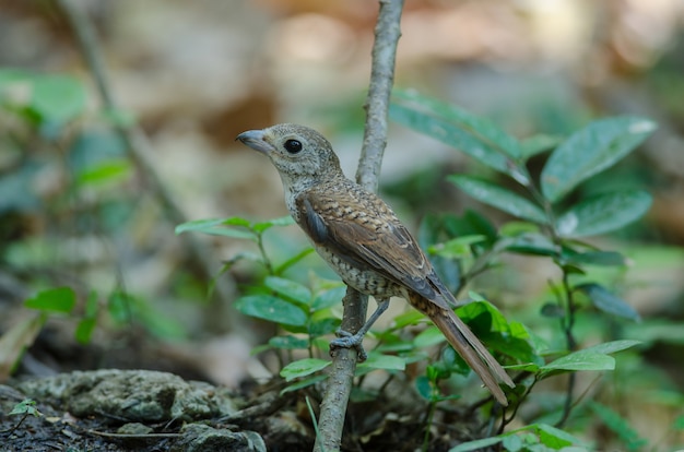 Tiger Shrike standing on a branch in nature