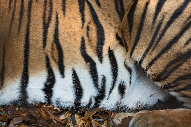 Photo tiger skin texture.