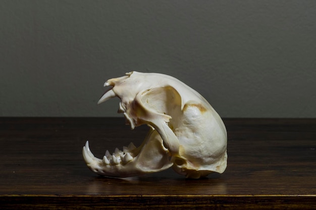 tiger skull