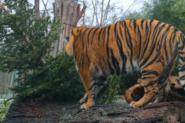 A tiger stands on a tree in the wild Wild animals A predatory cat