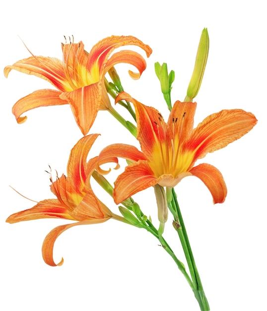 Tiger(striped) lilies on white background. Isolated.