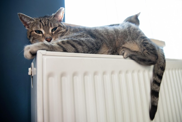 A tiger tabby cat relaxing on a warm radiator warm cats lies on the battery on a cold day