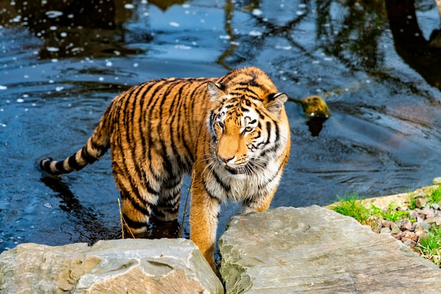 Tiger walking in the water