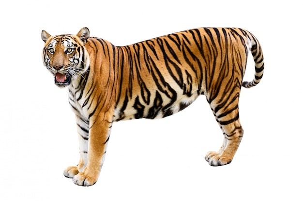 Tiger White background Isolate full body