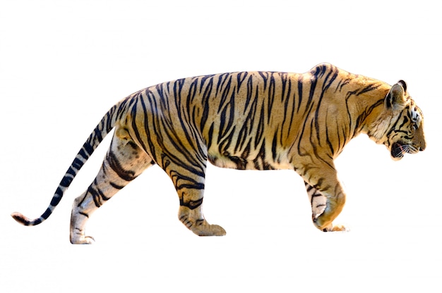 Tiger White background Isolate full body