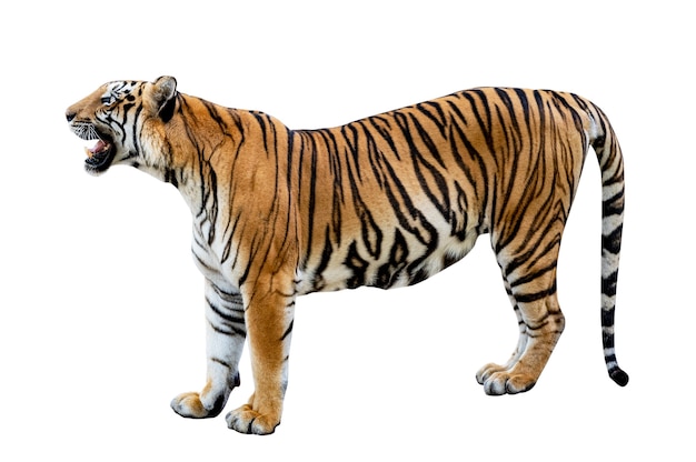 Tiger White background Isolate full body