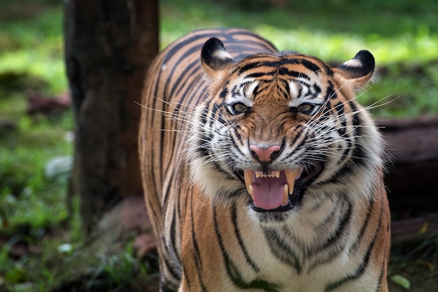 A tiger with weird looking face