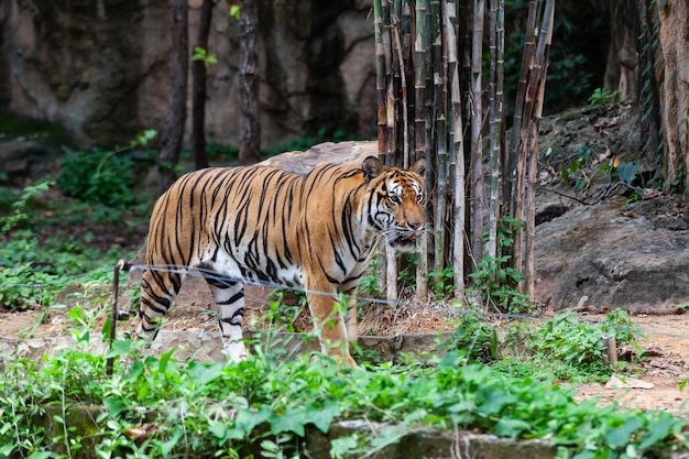 The tiger in the zoo looks at the electric wire looking for a way out of the cage