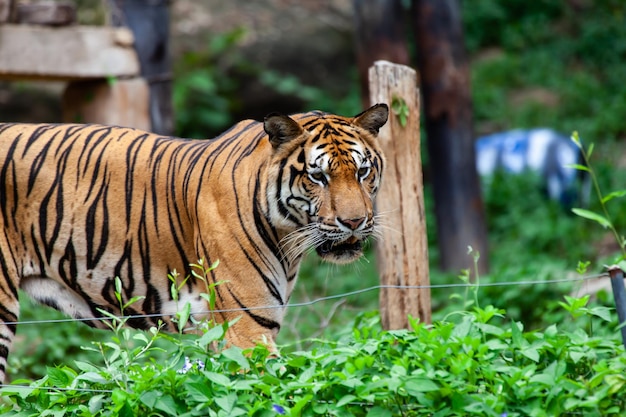 The tiger in the zoo looks at the electric wire looking for a way out of the cage