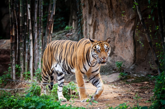 The tiger in the zoo looks at the electric wire looking for a way out of the cage