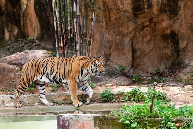 The tiger in the zoo looks at the electric wire looking for a way out of the cage