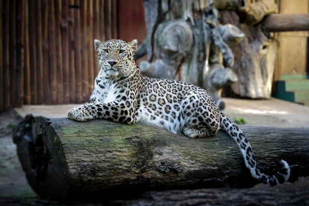 Photo tiger in a zoo