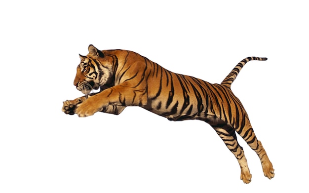 tiger