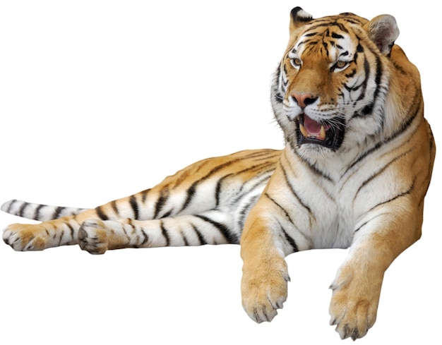 tiger