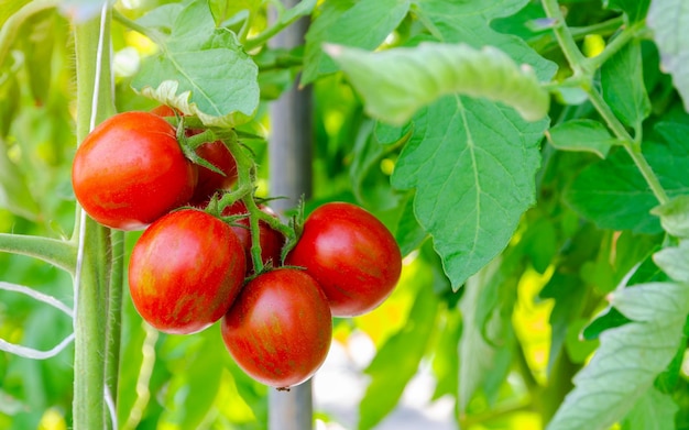 Tigerella red tomatoes growing in greenhouse