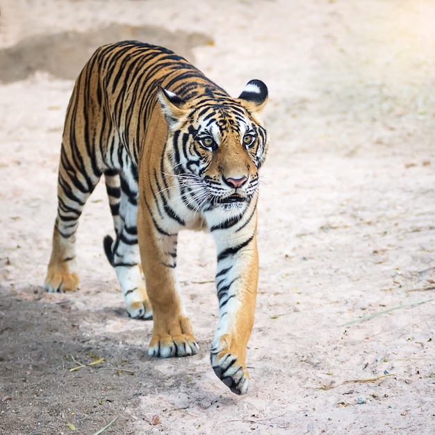 Tigers walked in to find what they were interested in.