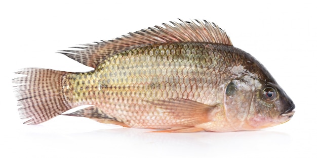 Tilapia fish isolated on white