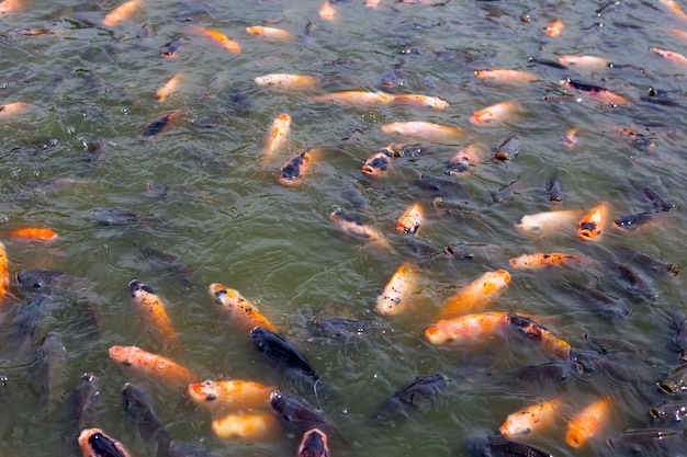 Tilapia fish in the pond